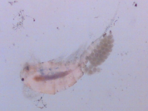 microinvertebrato? Copepode - con uova?